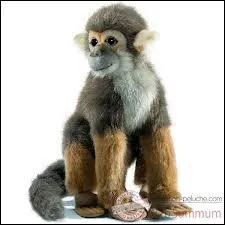 Quel animal cette peluche est-elle ?