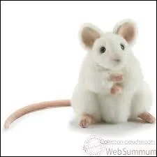 Quel animal cette peluche est-elle ?