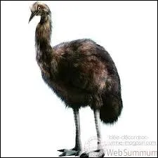 Quel animal cette peluche est-elle ?