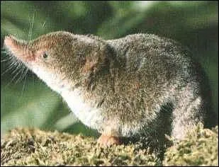 Quel est le nom anglais de cet animal ? (musaraigne)