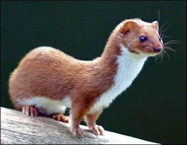 Quel est le nom anglais de cet animal ? (belette)