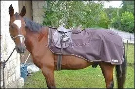 Que porte ce cheval ?