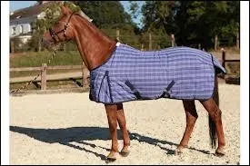 Que porte ce cheval ?