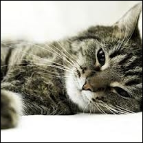 Quel est le nom latin du chat domestique ?