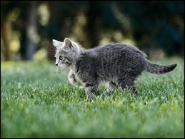 Quels petits animaux le chat aime chasser ? (trois réponses)