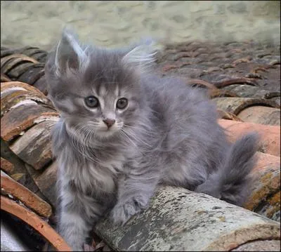 En moyenne, combien de petits une chatte a par porte ?