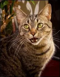 Quel est le moyen de communication principal du chat domestique ?