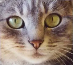 Quand ses pupilles sont allonges en fentes droites...