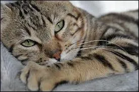 Le poids moyen d'un chat domestique est de...