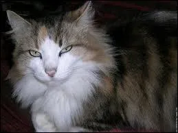 Quelle est la dure de vie moyenne d'un chat domestique ?