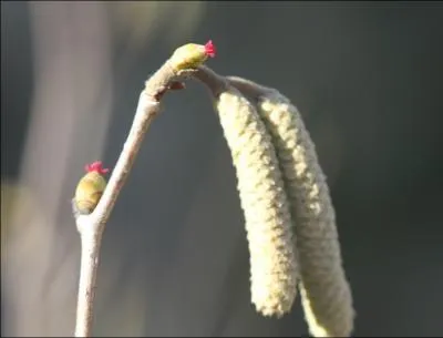 Quel est cet arbre en fleur ?