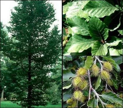 Qu'en est-il de cet arbre ?