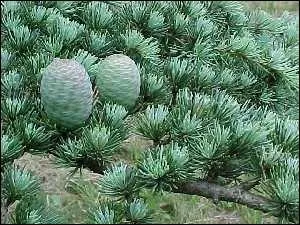  quel arbre appartient ce cne ?