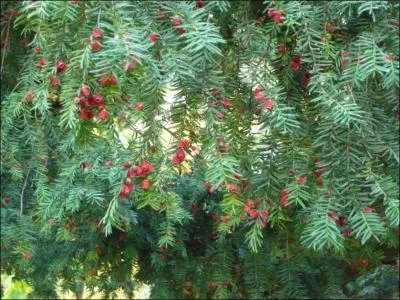 Quel est le nom de ce conifre toxique ?