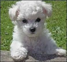 De quelle race est ce chien ?