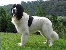 De quelle race est ce chien ?