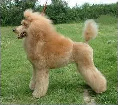 De quelle race est ce chien ?