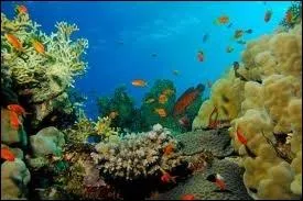 Quel golfe de la mer Rouge spare l'Arabie Saoudite de la presqu'le du Sina ?