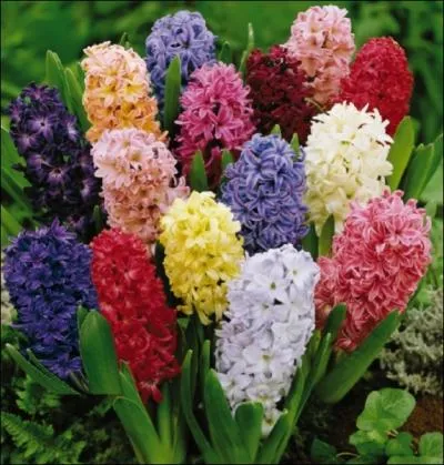 Quelle est cette fleur ?