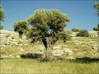 Quel est cet arbre ?
