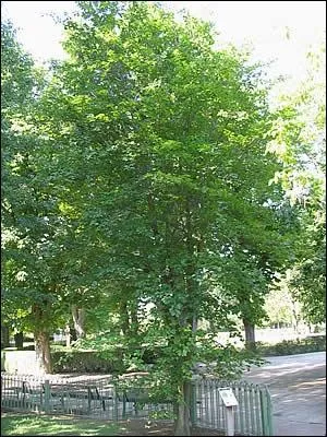 Quel est cet arbre ?