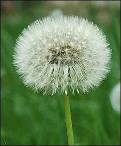 Quelle est cette fleur sur laquelle on souffle parfois ?