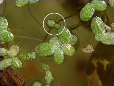 Quelle est la plus petite fleur du monde ?