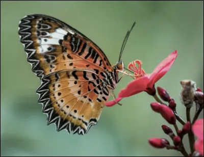 Que vous évoque une "broquille" ?