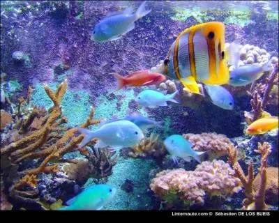 D'o vient l'expression  tre muet comme une carpe  ?