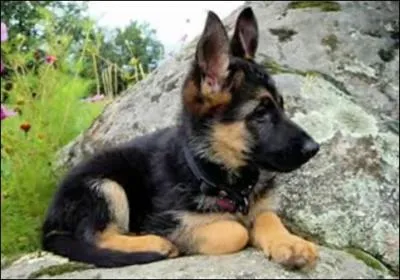 Quelle est l'origine de ce chien ?