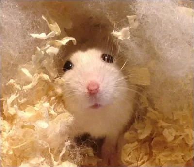 Quel est cet animal ?