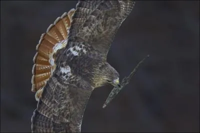 C'est un quiz assez facile ( condition de ne pas oublier le titre), mais attention, si vous ratez une rponse, vous risquez de vous faire traiter de ...