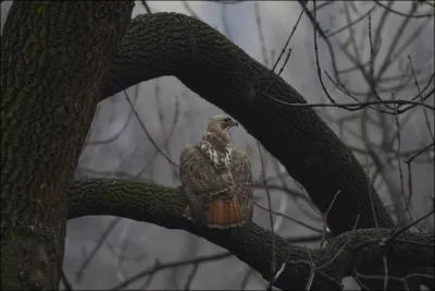 Il fut galement appel Duc de Reischtadt, mais si vous ne trouvez pas, n'en faites pas tout un drame !