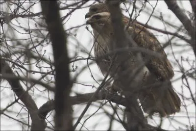 IL ne s'est pas content des feuilles mortes, il a aussi crit : Le grand vol anguleux des perviers rapaces / Raye  l'ouest le ciel mat et rouge qui brunit ...