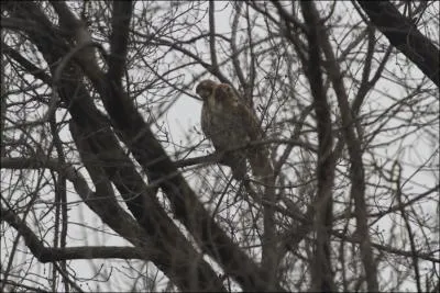 Dans quel btiment public parisien a-t-on install des nichoirs, pour attirer les faucons plerins, afin de lutter contre les pigeons et les tourneaux ?