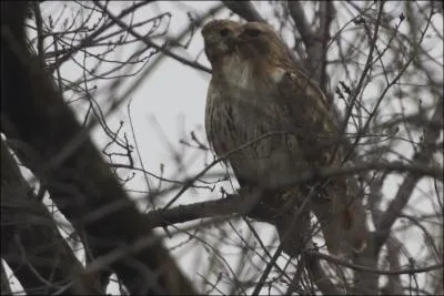 Vous tes un immense acteur,  prsent disparu, qui tient le rle-titre dans le film  Le faucon maltais  !