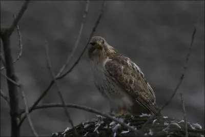 Cette fois-ci, vous tes Lino Ventura, alias  Le Rital , qui tient la vedette dans ce film de Jos Giovanni !