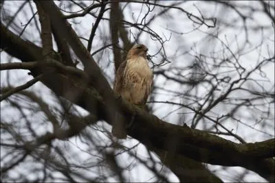 Si vous suivez l'actualit, et au vu de la date de ce quiz, quel rapace tes-vous ?