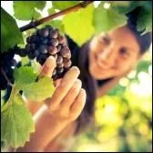 Hlas !  mon (... ) le vigneron de loin (... ) mon commerce avec les nobles filles.