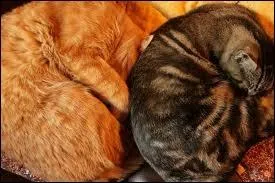 Qui sont les frre et soeur de Petite Feuille ?