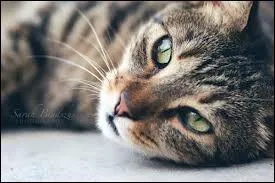 Qui est le mentor de Petite Feuille ?