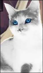 Quel est l'anctre de Petite Feuille ?