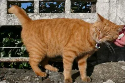 Petite Feuille va aimer quelqu'un. Mais qui ?