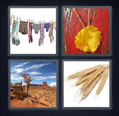 Quel mot s'apparente  ces 4 images :