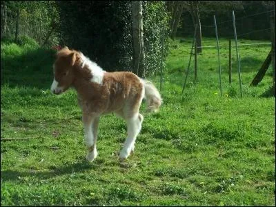 Quelle est la bonne orthographe du mot qui signifie  bb du cheval  ?