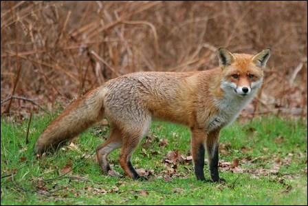 quel animal clapit