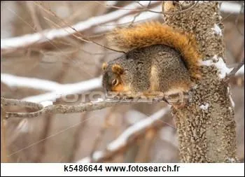 Parmi les suivants, quel animal existe vraiment ?