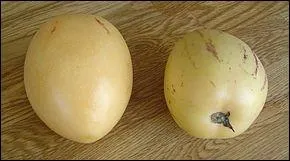 Quel est l'autre nom du ppino ?