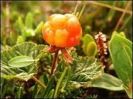 Qu'est ce que la plaquebire ?