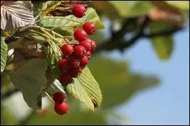 Qu'est-ce que l'alise ?